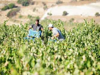 Wycieczka fakultatywna, Wycieczka Szlakiem Cypryjskich Winnic - Kalamos Winiarnia