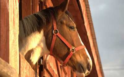 Obóz młodzieżowy, Kolonia konna My Little Pony Runowo, 10 dni 6-10 lat