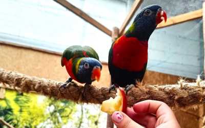 Obóz młodzieżowy, Jastrzębia Góra - Ekspresem do Hogwartu LEVEL 1 OW Diuna, 10 dni 9-14 lat